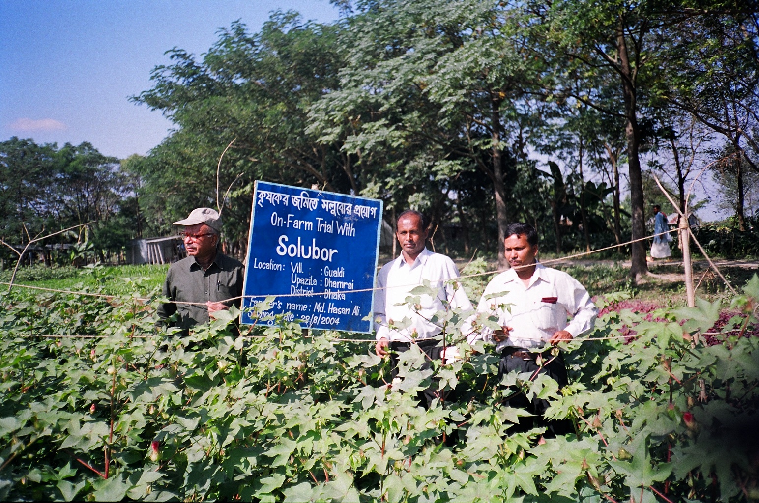 Solubor Trial on Field
